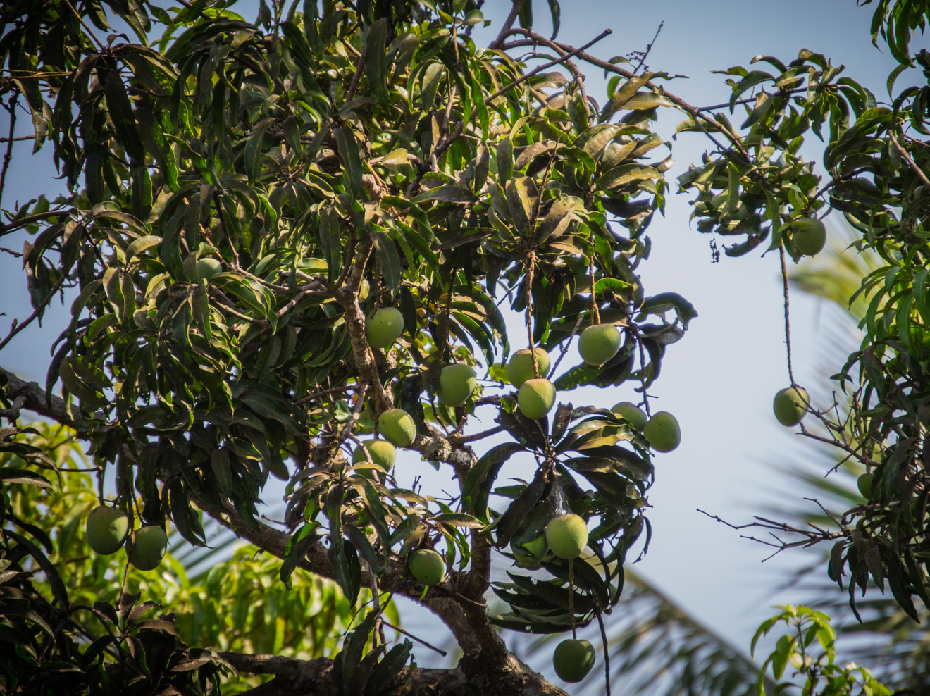 mango-troef2