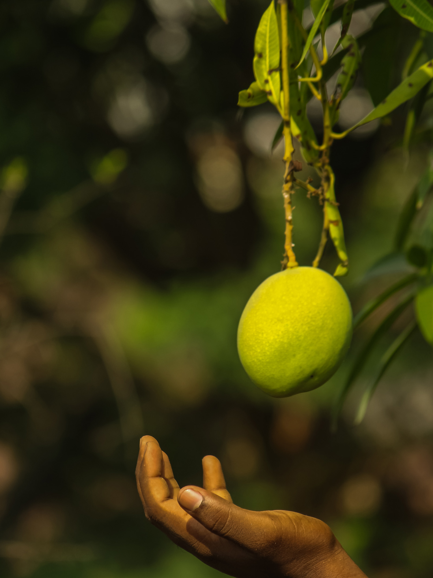 mango_farmer